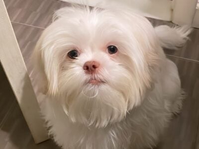 1 year old shihtzu for sale