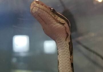 Selling a Pastel Wookie Ball Python Snake for $300