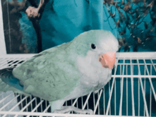Quaker parrots
