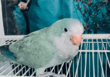 Quaker parrots