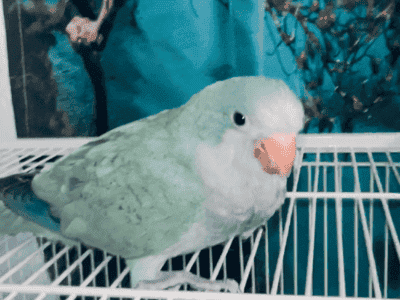 Quaker parrots