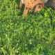 Pit/Catahoula Mix