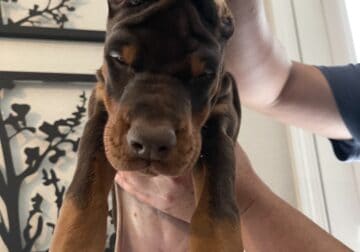 (Green collar) European Doberman puppy