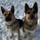 German Shepherd/Husky Puppies