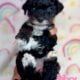 Toy poodles