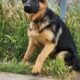 German shepherd puppies
