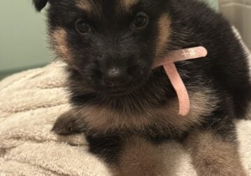 German shepherd puppies ready to go home