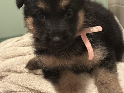 German shepherd puppies ready to go home