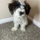 🐾 Meet Charlie – Your New Best Friend! 🐾