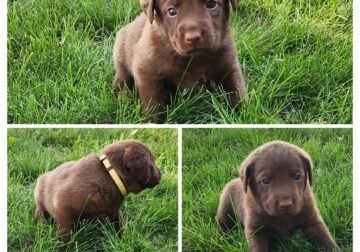 Chocolate lab Chesapeake