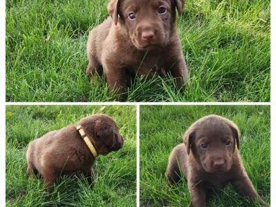 Chocolate lab Chesapeake