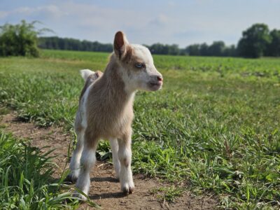 STUNNING NIGERIAN DWARF BUCKLING FOR SALE