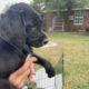 Sweet F1 Labradoodle Puppies need a home