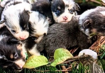 Pembroke Welsh Corgi