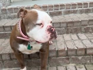 OLDE ENGLISH BULLDOGGE – FEMALE – 2YRS OLD