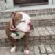 OLDE ENGLISH BULLDOGGE – FEMALE – 2YRS OLD