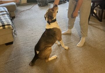 Free dog