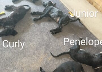 Purebred All Black German Shepherd Puppies