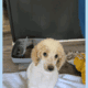 Standard poodle puppies