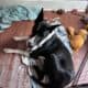 Great Dane
