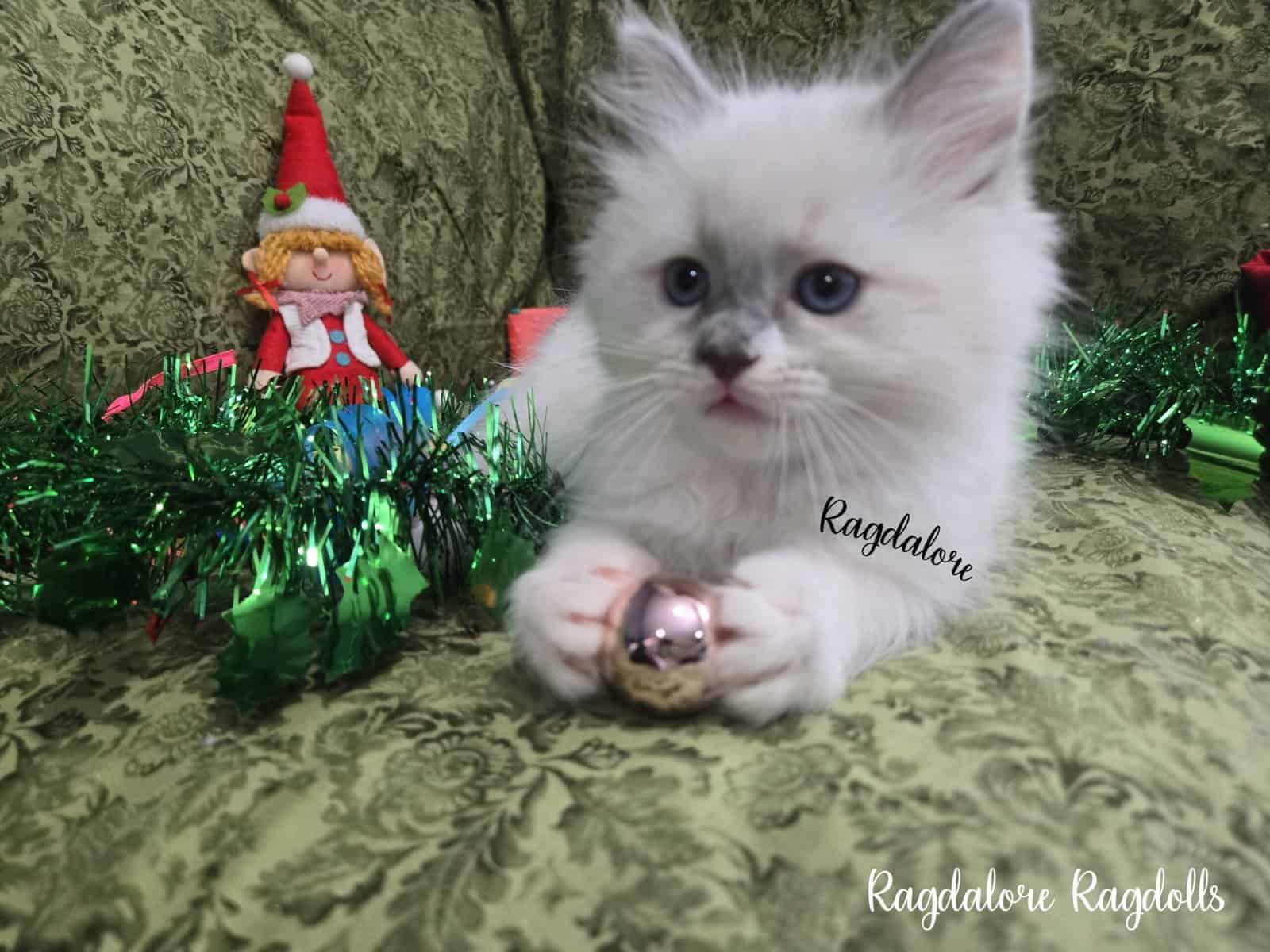 Adorable TICA Ragdoll Princess image 7