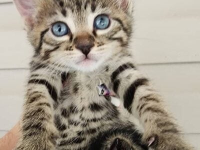 Brown spotted bengal kitten female Chanel