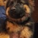 German shepherd puppies