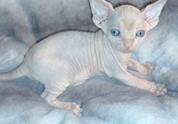 BEAUTIFUL SPHYNX AND BAMBINO KITTENS
