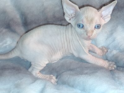 BEAUTIFUL SPHYNX AND BAMBINO KITTENS