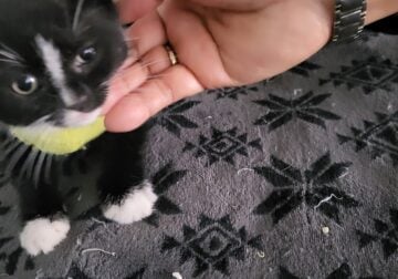 Free Female black white kitten