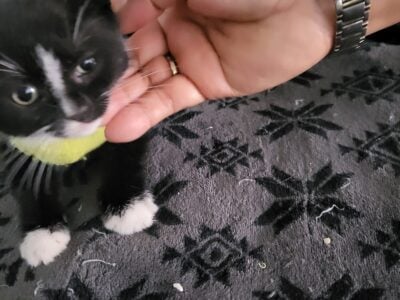 Free Female black white kitten