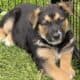 Hi I’m Nokie a 10.5 week Shepherd pup from Butler