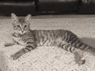 4 Month Old Female Bobtail Kitten
