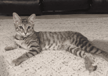 4 Month Old Female Bobtail Kitten