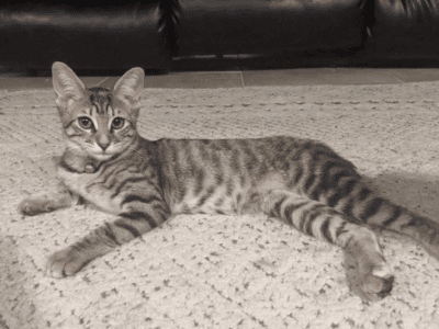 4 Month Old Female Bobtail Kitten