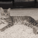 4 Month Old Female Bobtail Kitten
