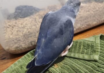 Cobalt Violet Ringneck