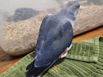 Cobalt Violet Ringneck