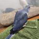 Cobalt Violet Ringneck