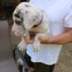 Great danes