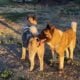 Rehoming Pregnant American Akita Female