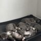 Puppies looking for forever home