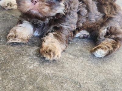Male puppy