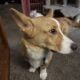Corgi for rehoming obo