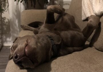 Silver Lab