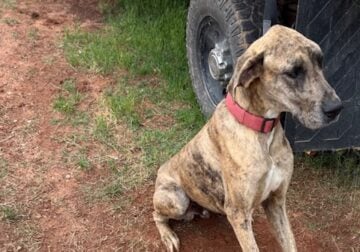Awesome Great Dane (AKC)