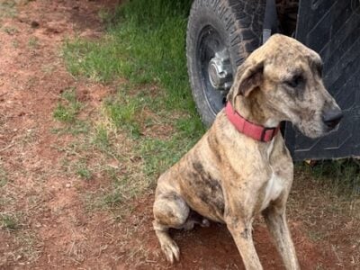 Awesome Great Dane (AKC)