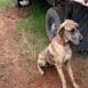 Awesome Great Dane (AKC)
