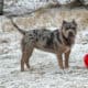 Blue Tri Merle XL American Bully
