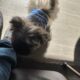 Shih Tzu puppy